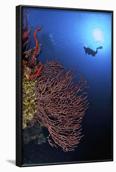 A Diver Approaches a Beautiful Gorgonian Sea Fan, Cayman Islands-Stocktrek Images-Framed Photographic Print