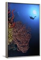 A Diver Approaches a Beautiful Gorgonian Sea Fan, Cayman Islands-Stocktrek Images-Framed Photographic Print