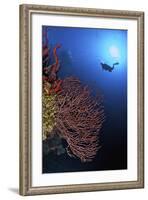 A Diver Approaches a Beautiful Gorgonian Sea Fan, Cayman Islands-Stocktrek Images-Framed Photographic Print