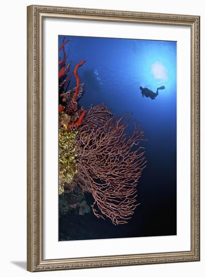 A Diver Approaches a Beautiful Gorgonian Sea Fan, Cayman Islands-Stocktrek Images-Framed Photographic Print