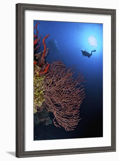 A Diver Approaches a Beautiful Gorgonian Sea Fan, Cayman Islands-Stocktrek Images-Framed Photographic Print