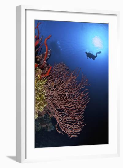 A Diver Approaches a Beautiful Gorgonian Sea Fan, Cayman Islands-Stocktrek Images-Framed Photographic Print