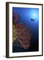 A Diver Approaches a Beautiful Gorgonian Sea Fan, Cayman Islands-Stocktrek Images-Framed Photographic Print