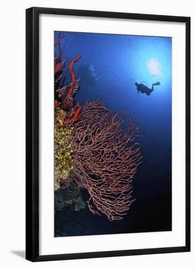 A Diver Approaches a Beautiful Gorgonian Sea Fan, Cayman Islands-Stocktrek Images-Framed Photographic Print