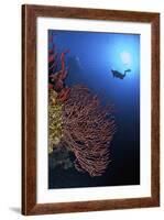 A Diver Approaches a Beautiful Gorgonian Sea Fan, Cayman Islands-Stocktrek Images-Framed Photographic Print