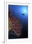 A Diver Approaches a Beautiful Gorgonian Sea Fan, Cayman Islands-Stocktrek Images-Framed Photographic Print
