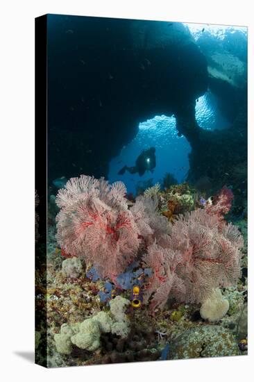 A Diver Approaches a Gorgonian Sea Fan, Indonesia-null-Stretched Canvas