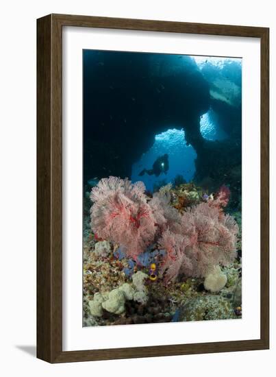 A Diver Approaches a Gorgonian Sea Fan, Indonesia-null-Framed Photographic Print