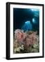 A Diver Approaches a Gorgonian Sea Fan, Indonesia-null-Framed Photographic Print