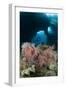 A Diver Approaches a Gorgonian Sea Fan, Indonesia-null-Framed Photographic Print