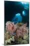 A Diver Approaches a Gorgonian Sea Fan, Indonesia-null-Mounted Photographic Print