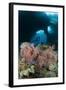 A Diver Approaches a Gorgonian Sea Fan, Indonesia-null-Framed Photographic Print