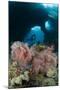 A Diver Approaches a Gorgonian Sea Fan, Indonesia-null-Mounted Photographic Print