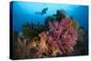 A Diver Approaches Colorful Soft Corals and Crinoids on the Reefs of Raja Ampat-null-Stretched Canvas