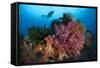A Diver Approaches Colorful Soft Corals and Crinoids on the Reefs of Raja Ampat-null-Framed Stretched Canvas