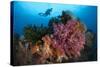 A Diver Approaches Colorful Soft Corals and Crinoids on the Reefs of Raja Ampat-null-Stretched Canvas