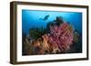 A Diver Approaches Colorful Soft Corals and Crinoids on the Reefs of Raja Ampat-null-Framed Photographic Print