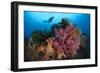 A Diver Approaches Colorful Soft Corals and Crinoids on the Reefs of Raja Ampat-null-Framed Photographic Print