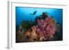 A Diver Approaches Colorful Soft Corals and Crinoids on the Reefs of Raja Ampat-null-Framed Photographic Print