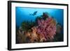 A Diver Approaches Colorful Soft Corals and Crinoids on the Reefs of Raja Ampat-null-Framed Photographic Print