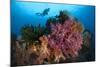 A Diver Approaches Colorful Soft Corals and Crinoids on the Reefs of Raja Ampat-null-Mounted Photographic Print