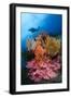 A Diver Approaches Colorful Soft Corals and Crinoids on the Reefs of Raja Ampat-null-Framed Photographic Print