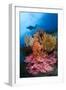 A Diver Approaches Colorful Soft Corals and Crinoids on the Reefs of Raja Ampat-null-Framed Photographic Print