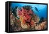 A Diver Approaches Colorful Soft Corals and Crinoids on the Reefs of Raja Ampat-null-Framed Stretched Canvas