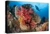 A Diver Approaches Colorful Soft Corals and Crinoids on the Reefs of Raja Ampat-null-Stretched Canvas