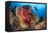 A Diver Approaches Colorful Soft Corals and Crinoids on the Reefs of Raja Ampat-null-Framed Stretched Canvas