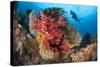 A Diver Approaches Colorful Soft Corals and Crinoids on the Reefs of Raja Ampat-null-Stretched Canvas