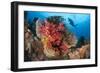 A Diver Approaches Colorful Soft Corals and Crinoids on the Reefs of Raja Ampat-null-Framed Photographic Print