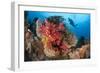 A Diver Approaches Colorful Soft Corals and Crinoids on the Reefs of Raja Ampat-null-Framed Photographic Print