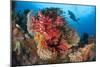 A Diver Approaches Colorful Soft Corals and Crinoids on the Reefs of Raja Ampat-null-Mounted Photographic Print