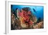 A Diver Approaches Colorful Soft Corals and Crinoids on the Reefs of Raja Ampat-null-Framed Photographic Print