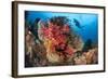 A Diver Approaches Colorful Soft Corals and Crinoids on the Reefs of Raja Ampat-null-Framed Photographic Print