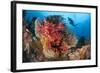 A Diver Approaches Colorful Soft Corals and Crinoids on the Reefs of Raja Ampat-null-Framed Photographic Print