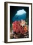A Diver Approaches Soft Corals, Raja Ampat, West Papua, Indonesia-null-Framed Photographic Print