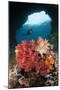 A Diver Approaches Soft Corals, Raja Ampat, West Papua, Indonesia-null-Mounted Photographic Print