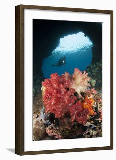 A Diver Approaches Soft Corals, Raja Ampat, West Papua, Indonesia-null-Framed Photographic Print