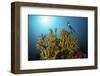 A Diver Hovers Above a Coral Colony in Komodo National Park, Indonesia-Stocktrek Images-Framed Photographic Print