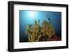 A Diver Hovers Above a Coral Colony in Komodo National Park, Indonesia-Stocktrek Images-Framed Photographic Print