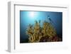 A Diver Hovers Above a Coral Colony in Komodo National Park, Indonesia-Stocktrek Images-Framed Photographic Print