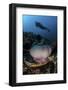 A Diver Hovers Above a Magnificent Sea Anemone in Indonesia-Stocktrek Images-Framed Photographic Print