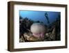 A Diver Hovers Above a Magnificent Sea Anemone in Indonesia-Stocktrek Images-Framed Photographic Print