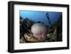 A Diver Hovers Above a Magnificent Sea Anemone in Indonesia-Stocktrek Images-Framed Photographic Print