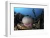 A Diver Hovers Above a Magnificent Sea Anemone in Indonesia-Stocktrek Images-Framed Photographic Print