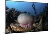 A Diver Hovers Above a Magnificent Sea Anemone in Indonesia-Stocktrek Images-Mounted Photographic Print