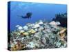 A Diver Hovers over a School of Grunts and Snappers on a Caribbean Reef-null-Stretched Canvas