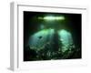 A Diver in the Garden of Eden Cenote System in Mexico-null-Framed Photographic Print